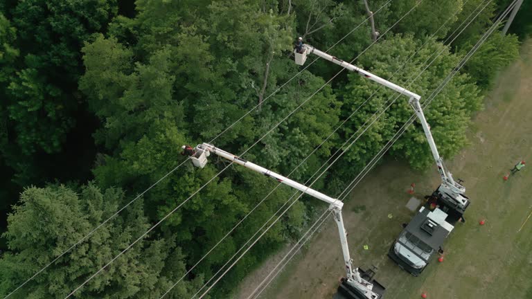 Melrose Park, IL Tree Removal and Landscaping Services Company